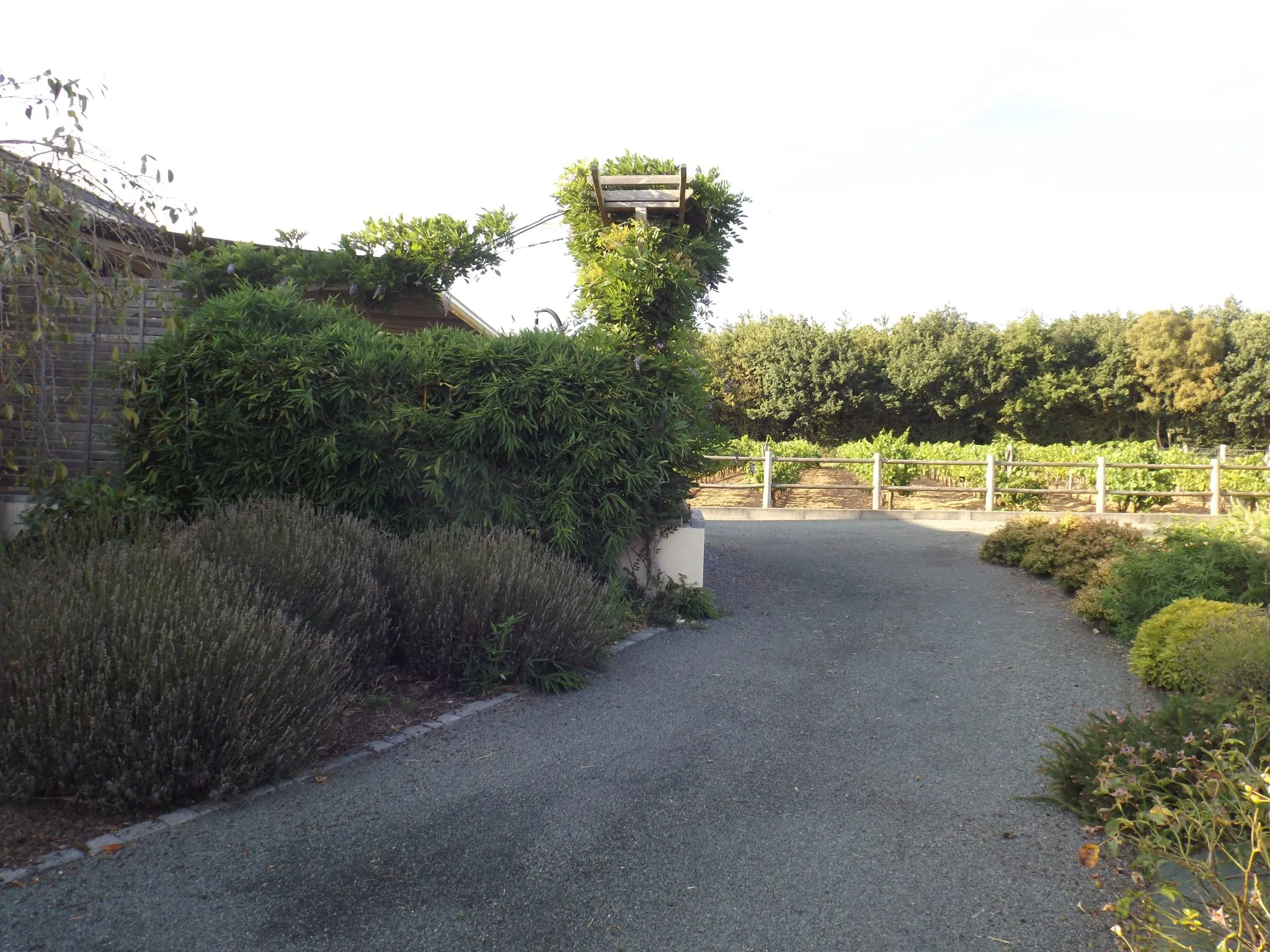 Allée de gravier bordée de lavandes menant au gîte, avec les vignes vendéennes en arrière-plan au soleil couchant.